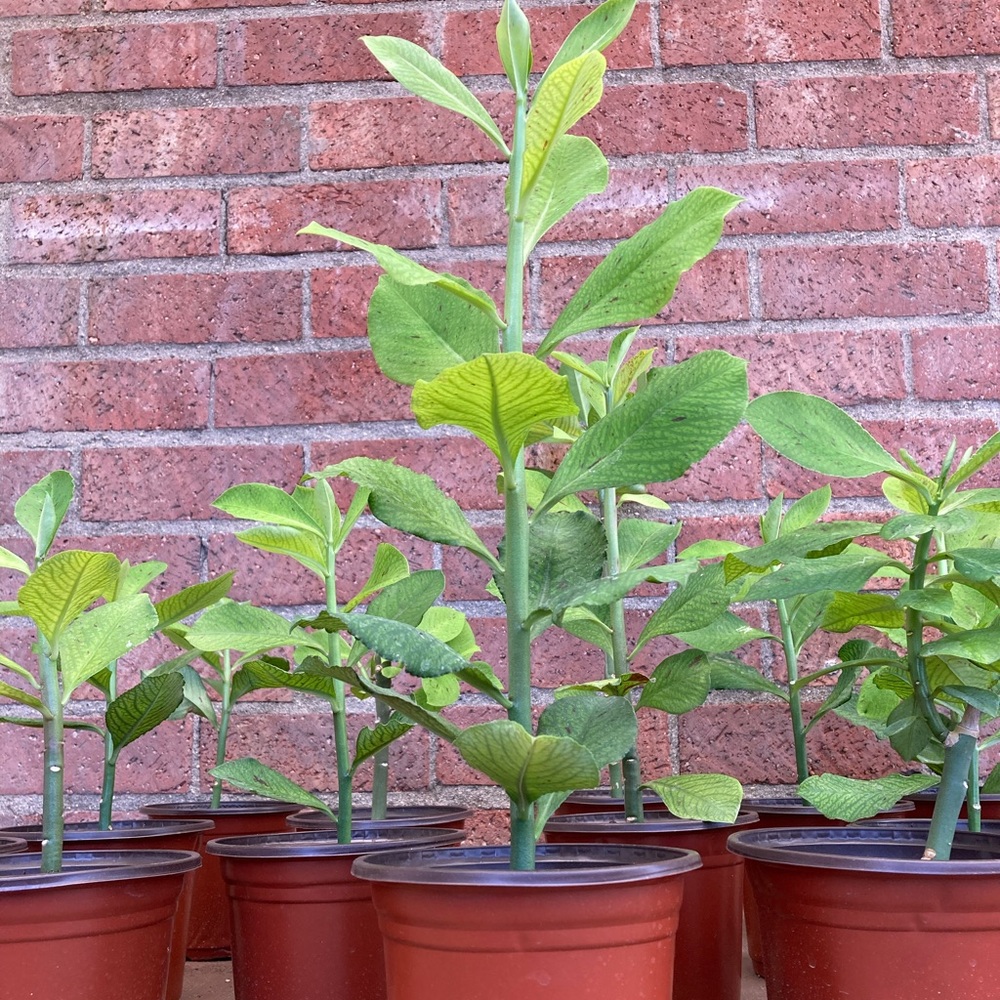 COPY - - Synadenium Lechero Africano Planta De La Vida African Milk Bush